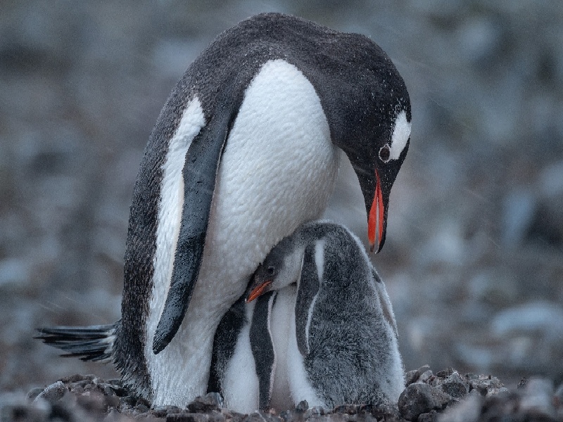秋子为啥试管第二代人工受精的费用试管血值8.2